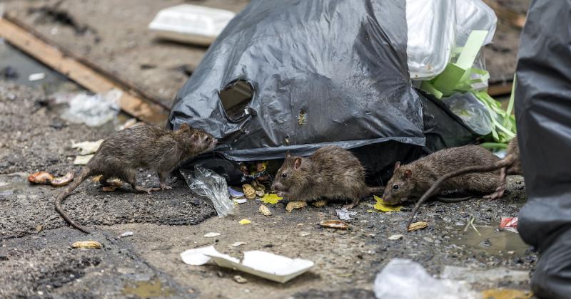 Budapesten a patkányfalkák megjelenése egyre szembetűnőbbé válik. A város különböző részein megfigyelhető, hogy ezek az állatok csoportosan mozognak, ami aggasztó jelenség a közegészségügy szempontjából. A Demokráta cikkei rávilágítanak arra, hogy a város