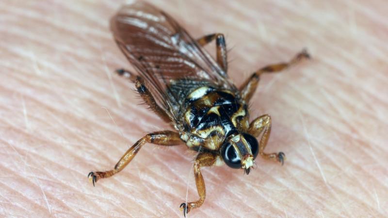 Félelmetes új jövevény bukkant fel a magyar erdők mélyén: elképesztő, mit művel - Agrárszektor